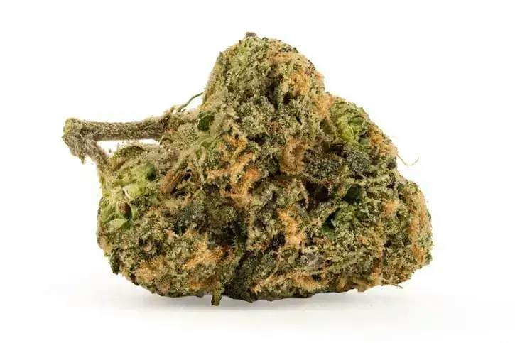 3.5G - M.Tai x Jungle Cake by Carmel (SATIVA)