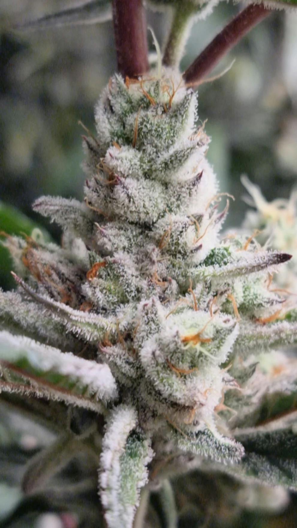 RM Oklahoma Coma 5g Jar Flower