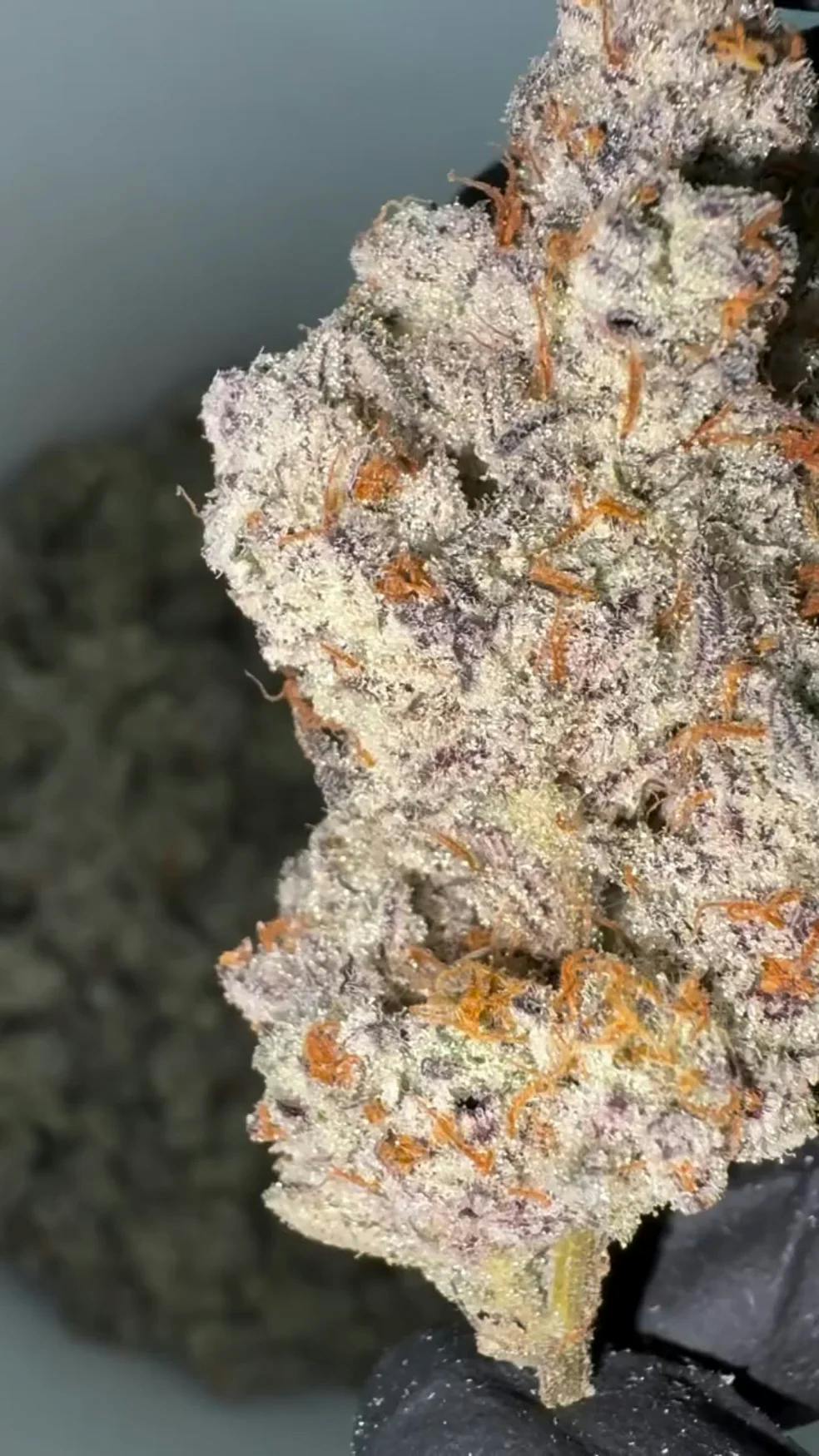 RM Cobra Chi 5g Jar Flower