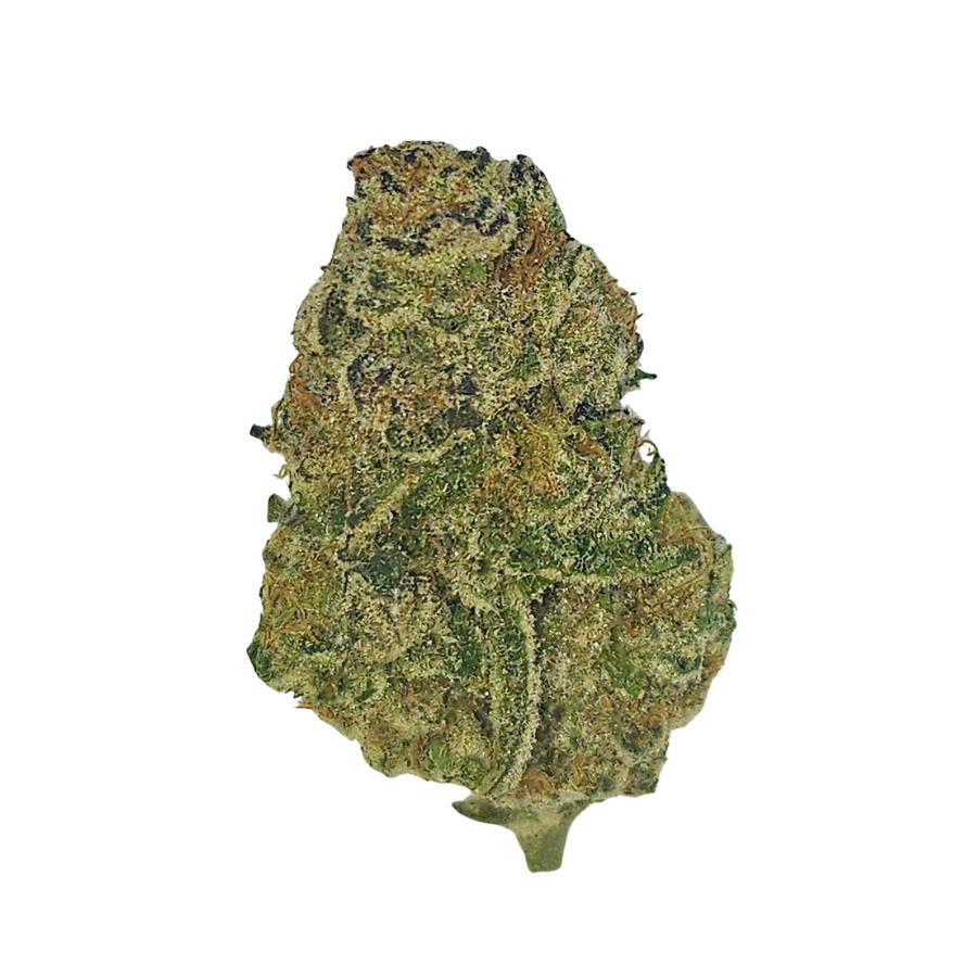 Gelato Pop (H-Gold)