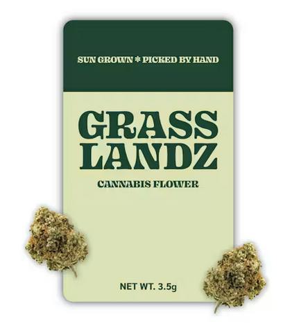 Grasslandz | Glue 31 (GG31) | Big Buds | 3.5g by Grasslandz