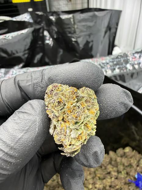 Hoka Haze (RCWM) - Gastro Pop, 3.5 grams