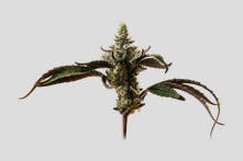 Unbound Flower - Orangade, 3.5 grams