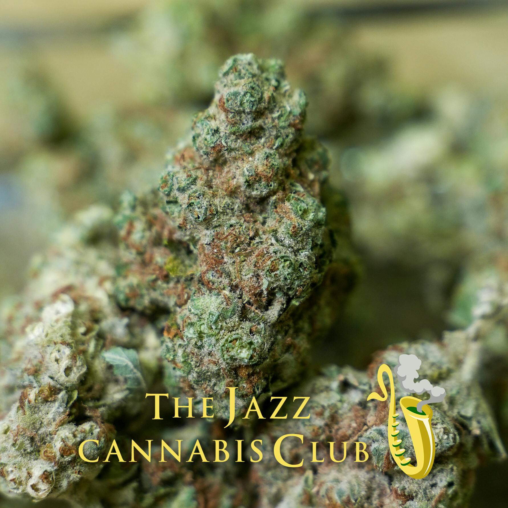 Perfect Triangle Bulk Flower - (D)