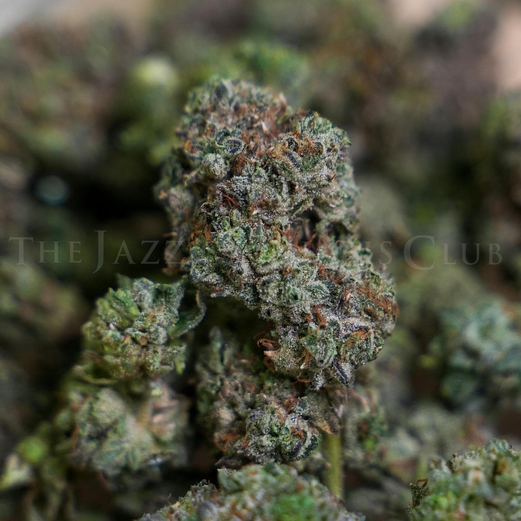 JACK RUNTZ - Bulk Flower (D)