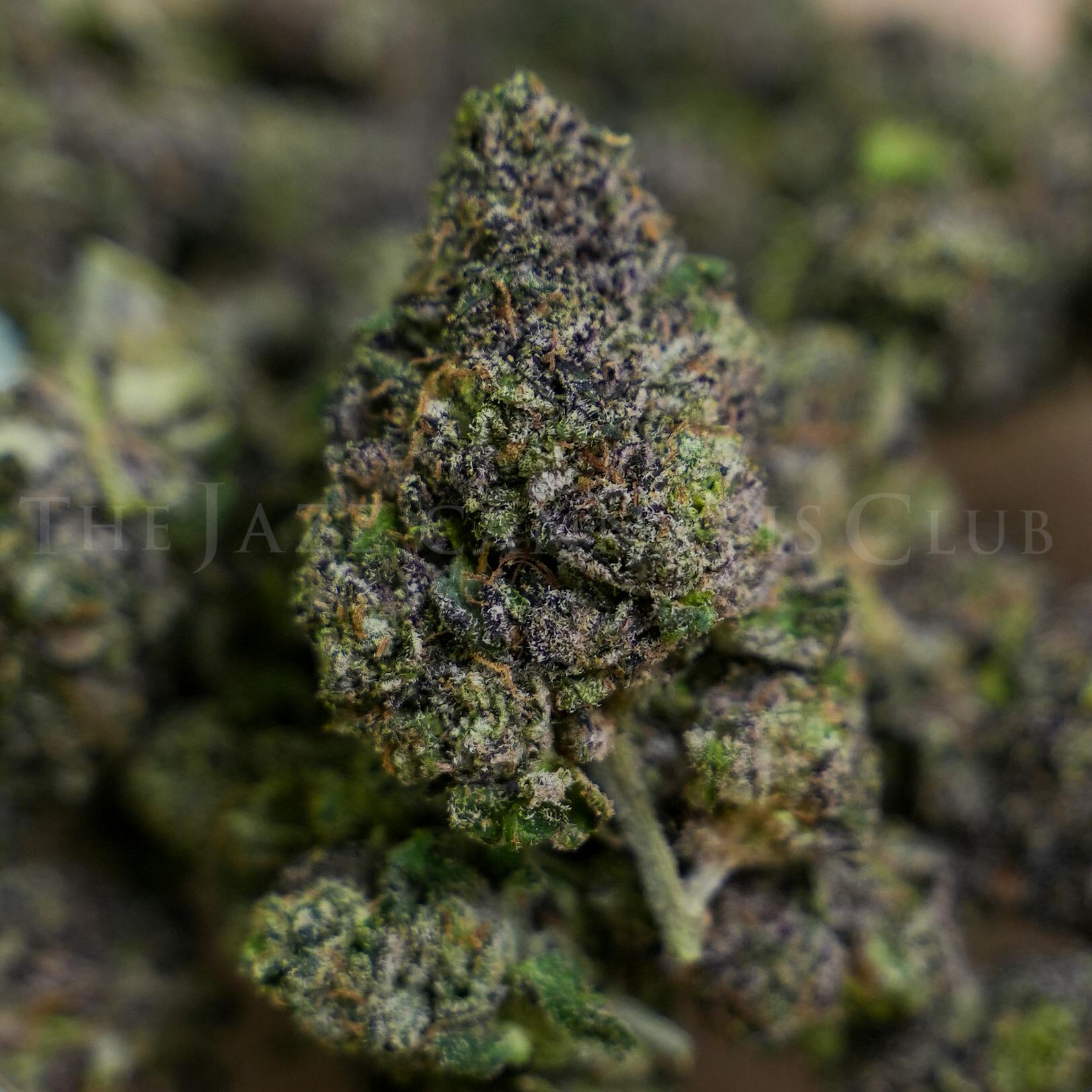 Sherb Cream Pie - Bulk Flower