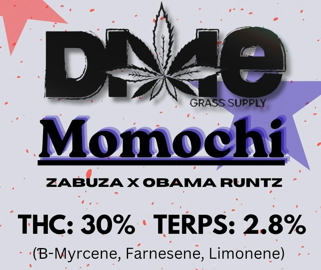 MF Momochi H