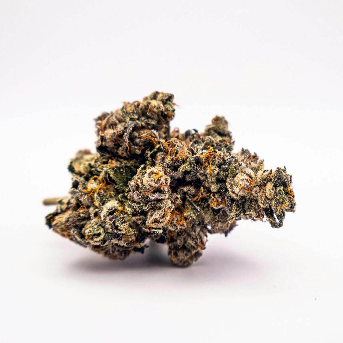 MH Black Truffle I