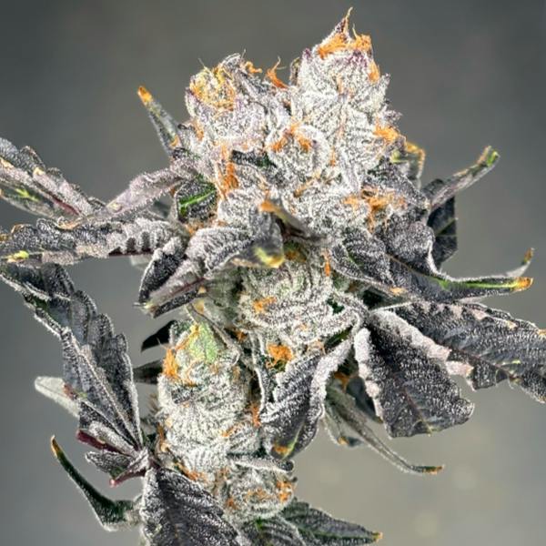 CC Jokerz 7g I
