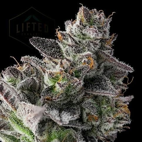 Lifted Cannabis - White Truffle 3.5g