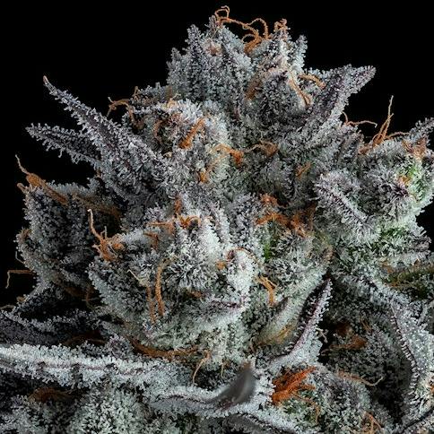 Lifted - Luxury Line - Truffle Cake 3.5g