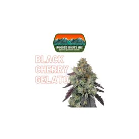 Black Cherry Gelato - Rugged Roots