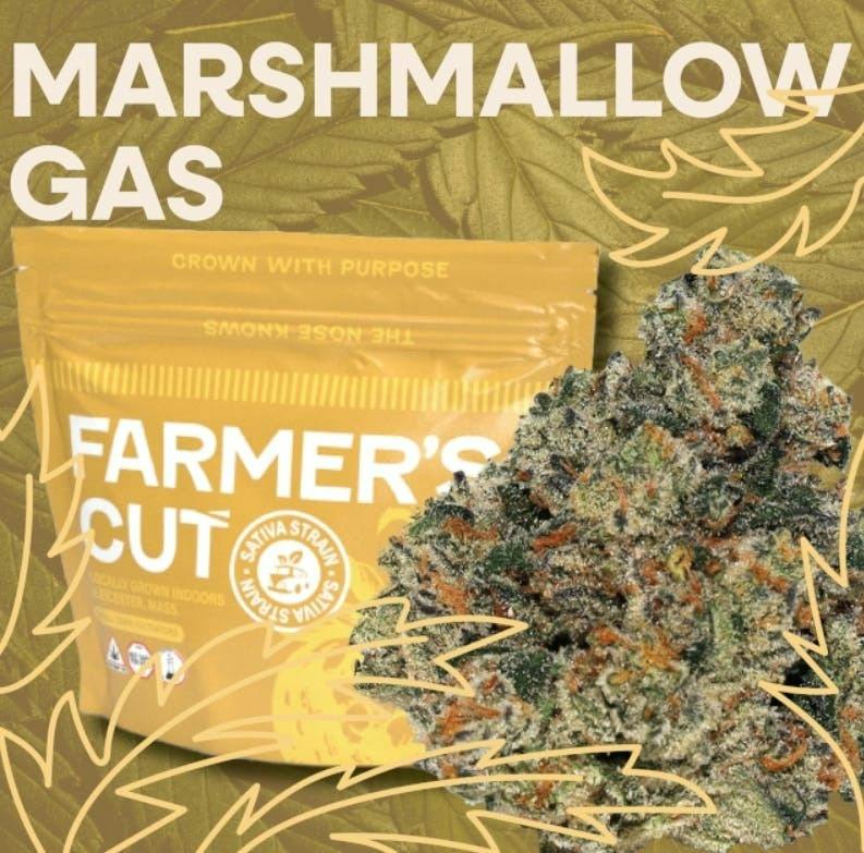 Marshmallow Gas | Flower