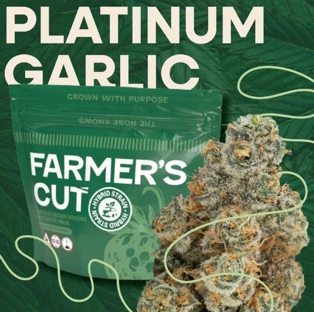 Platinum Garlic | Flower