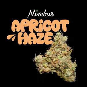 Apricot Haze | Flower