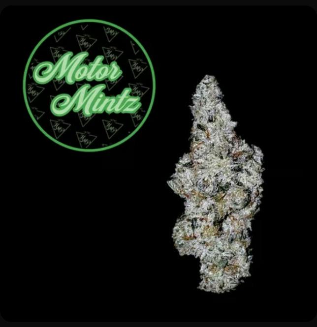 Motor Mintz | Flower