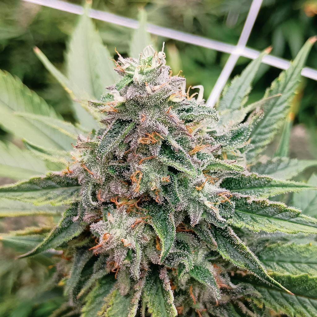 High Plainz Higher Shelf Kandy Store Bulk