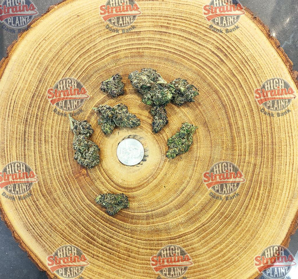 High Plainz Higher Shelf Beaver Cookies Bulk
