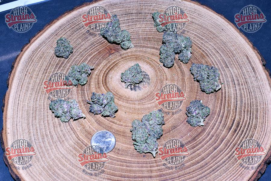 High Plainz Purple PW Watermelon Rush Purple Pw Bulk