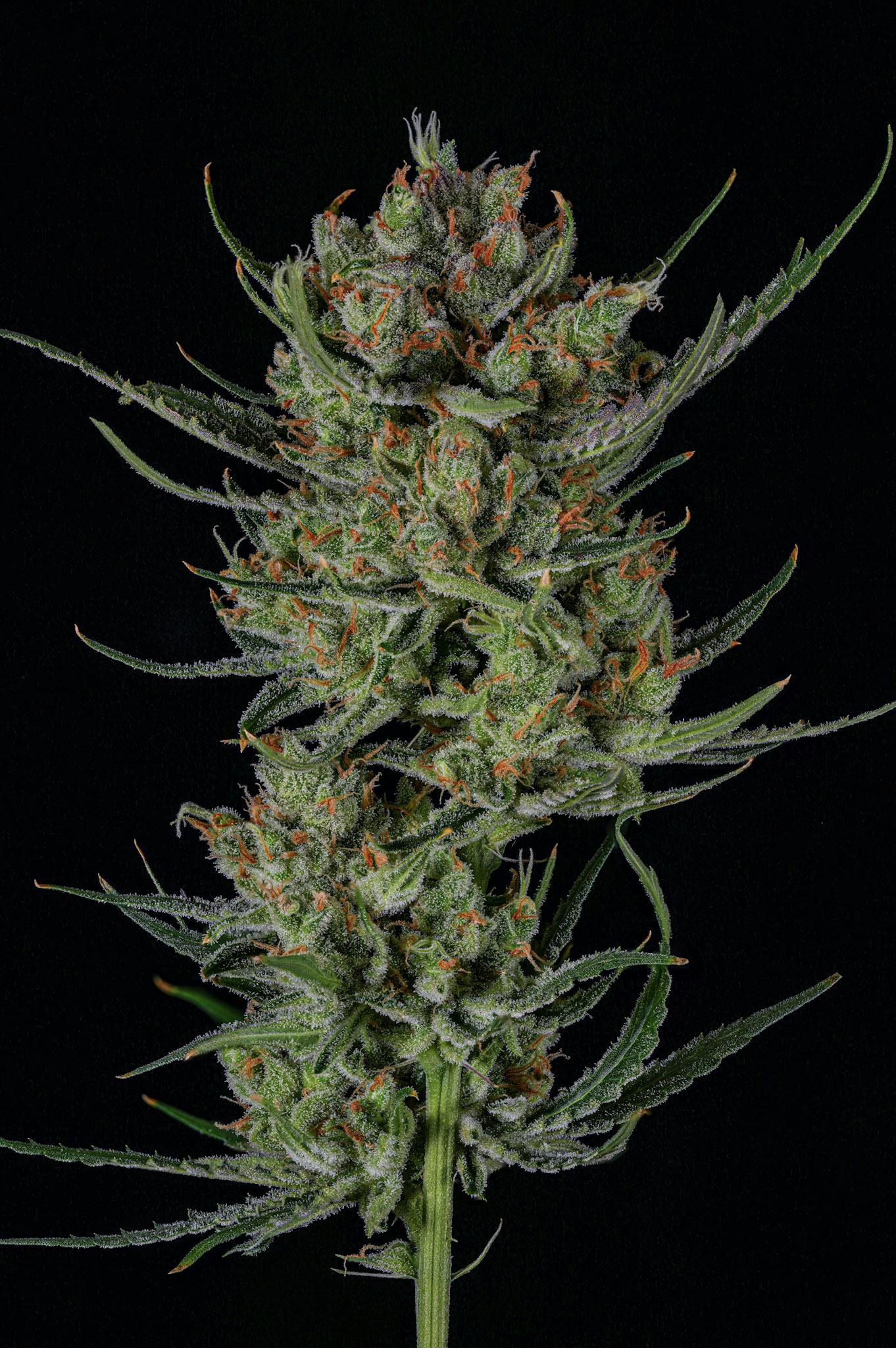 Super Lemon Haze 3.5g - BLVCK MRKT (Pre-Pack)