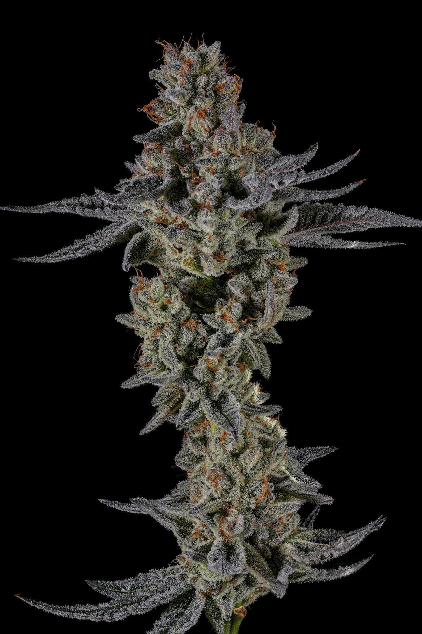 Grape Gas 3.5g - BLVCK MRKT (Pre-Pack)