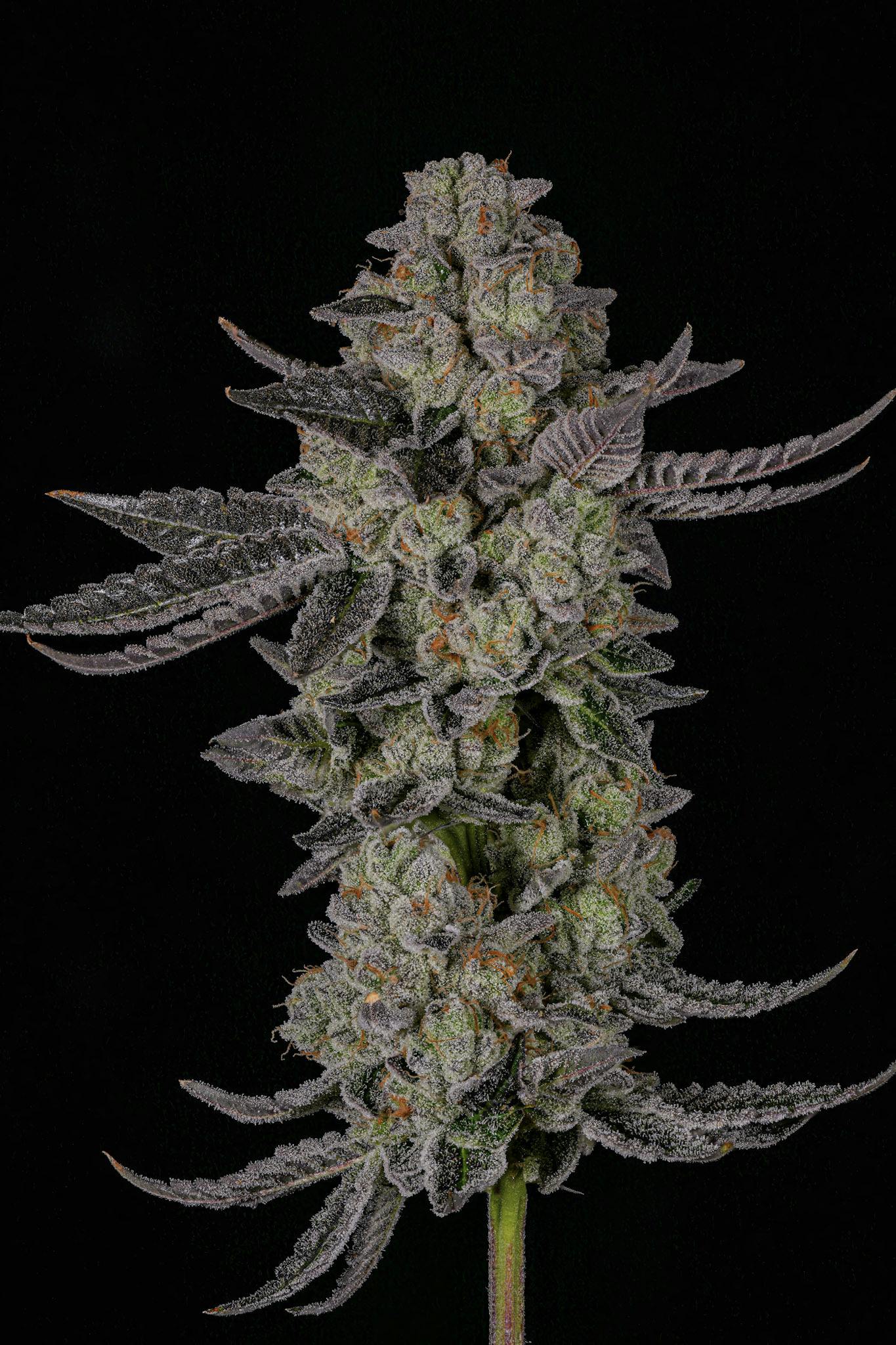 Dulce De Fresca 3.5g - BLVCK MRKT (Pre-Pack)