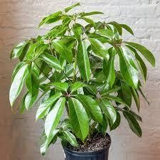 Eds Plant Shop Schefflera amate - Umbrella Tree Plant 10In Nursery Pot