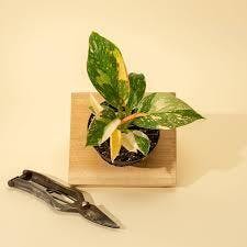 Eds Plant Shop Philodendron 'Copper Flame' Plant 4In Nursery Pot