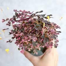 Eds Plant Shop Oxalis Bi-Color Plant 4.5In Nursery Pot at Flower Daddy Dispensary