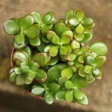 Eds Plant Shop Red Tip Jade Plant White Planter Boat
