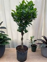 Eds Plant Shop Ficus Moclame Standard Plant 10In Nursery Pot