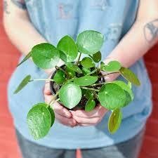 Eds Plant Shop Pilea Peperomioides 'Friendship Plant' Plant 3.5In Nursery Pot at Flower Daddy Dispensary