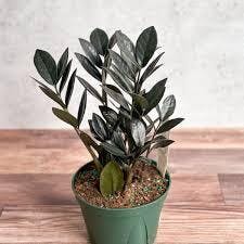 Eds Plant Shop Raven ZZ Plant Plant 4In Nursery Pot