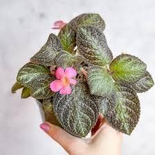 Eds Plant Shop Episcia ‘Pink Panther’ Plant 4In Nursery Pot