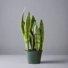 Eds Plant Shop Sansevieria trifasciata ‘Laurentii’ Plant 10In Nursery Pot