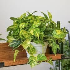 Eds Plant Shop Epipremnum Aureum 'Golden Pothos' Plant 4.5In Hanging Basket