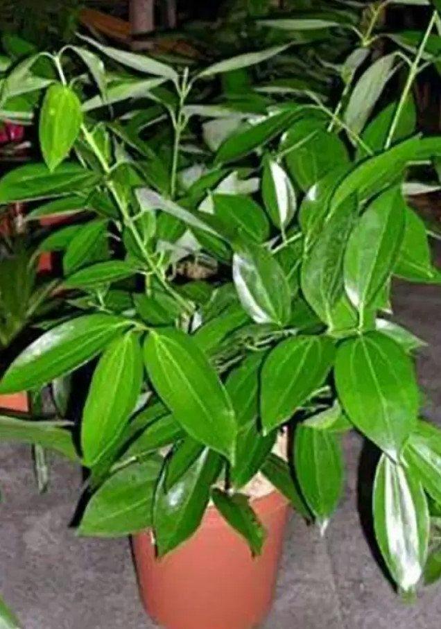 Eds Plant Shop Cinnamon Tree Floor Plant Plant 10In Nursery Pot