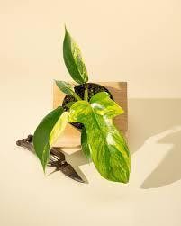 Eds Plant Shop Philodendron Florida Beauty 'Sunrise' 4" Plant 4In Nursery Pot