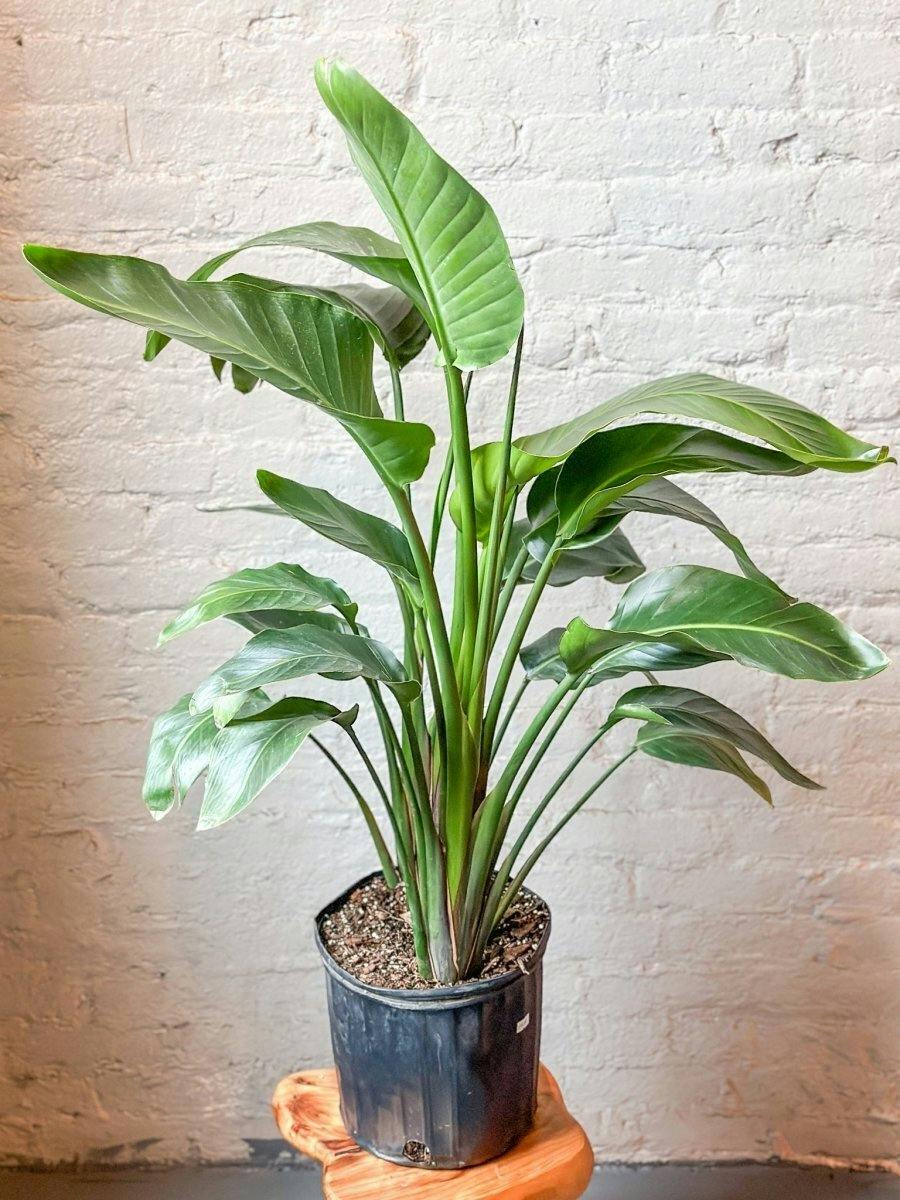 Eds Plant Shop White Bird of Paradise Floor Plant Plant 10In Nursery Pot