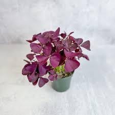 Eds Plant Shop Oxalis Purple Plant 4.5In Nursery Pot at Flower Daddy Dispensary