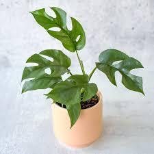 Eds Plant Shop Rhaphidophora Tetrasperma Plant 4.5In Nursery Pot at Flower Daddy Dispensary