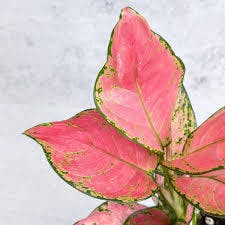 Eds Plant Shop Aglaonema Pink Lady Valentine Hybrid Plant 4In Nursery Pot