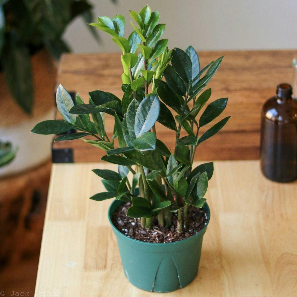 Eds Plant Shop Zamioculcas zamiifolia - ZZ Plant Plant 6In Nursery Pot