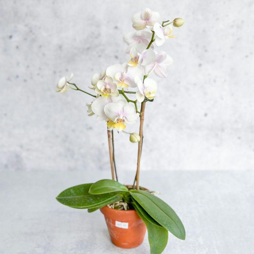 Eds Plant Shop Phalaenopsis Orchid (Moth Orchid) Plant 4.5In Clear Pot - Yellow Blooms