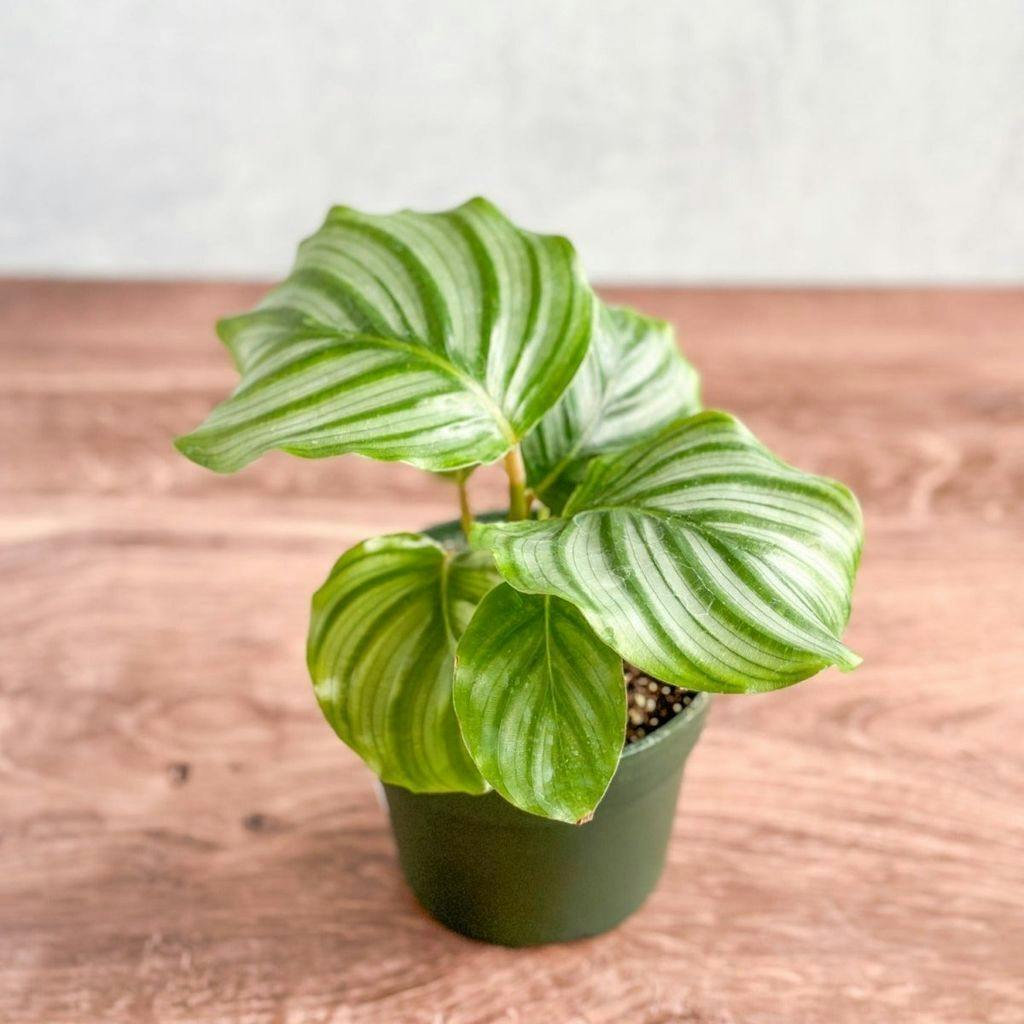 Eds Plant Shop Calathea Orbifolia - Round Leaf Prayer Plant Plant 4In Nursery Pot