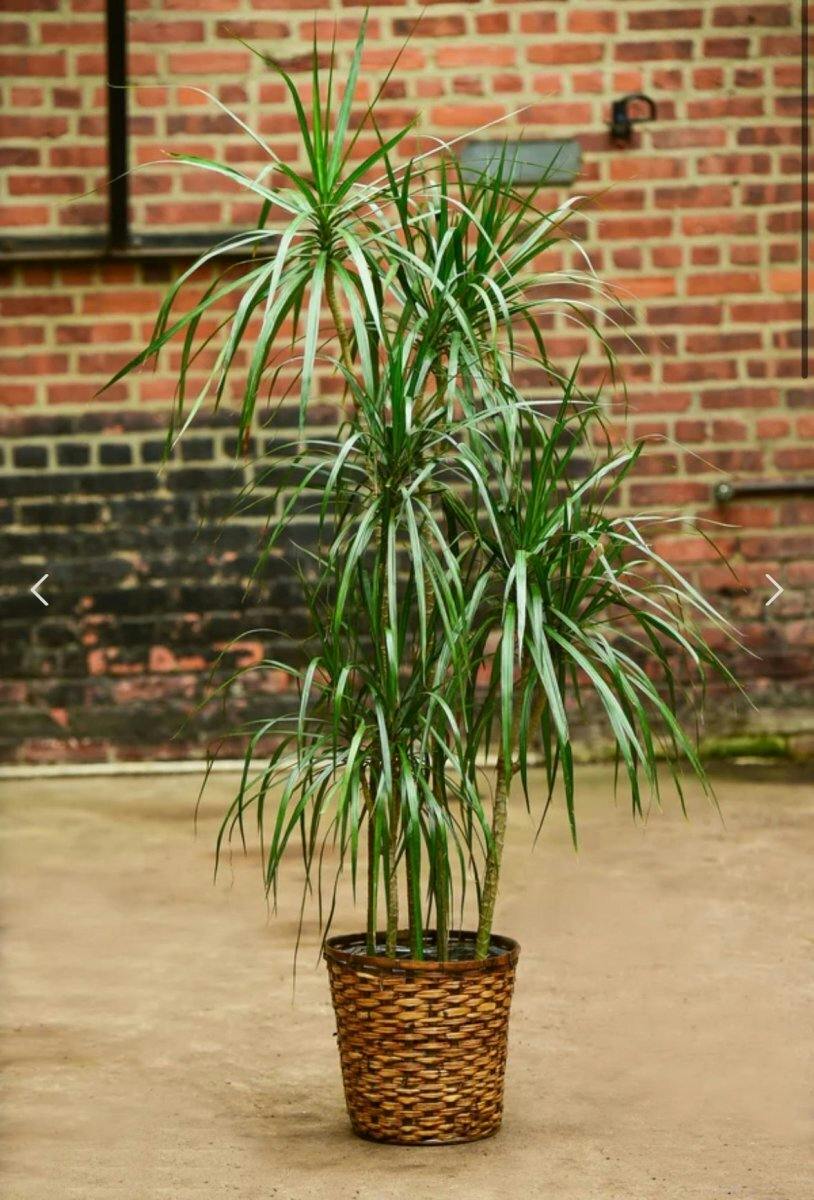 Eds Plant Shop Dracena marginata - Tarzan Tree Plant 10In Nursery Pot