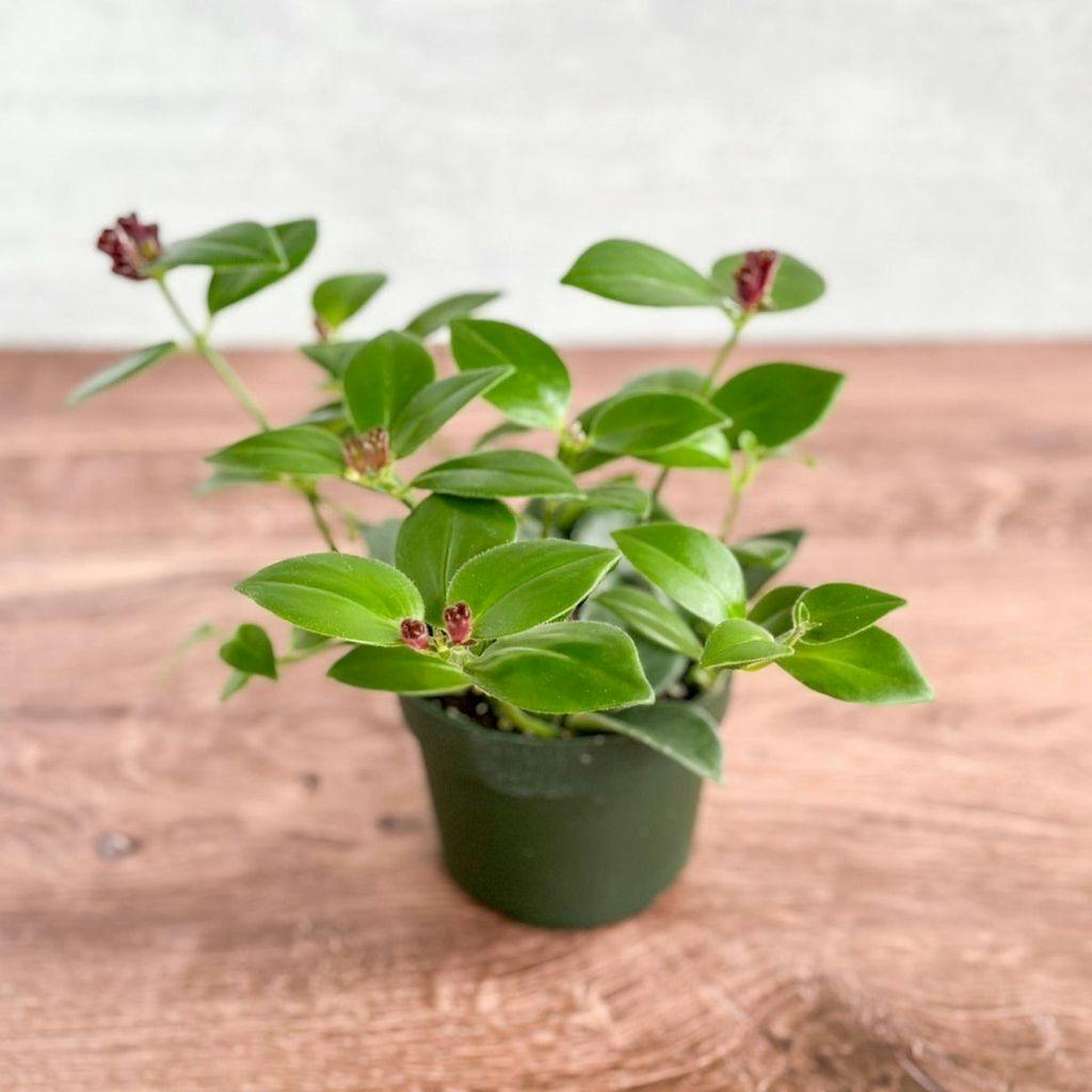 Eds Plant Shop Aeschynanthus radicans ‘Mona Lisa’ – Mona Lisa Lip Plant 4In Nursery Pot at Flower Daddy Dispensary