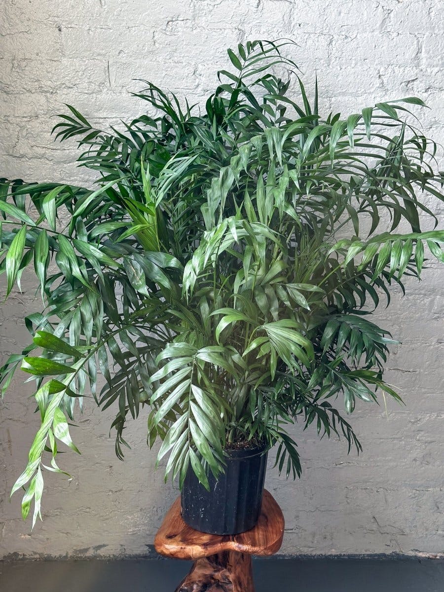 Eds Plant Shop Chamaedorea elegans - Neanthe Bella Palm Plant 4In Nursery Pot at Flower Daddy Dispensary