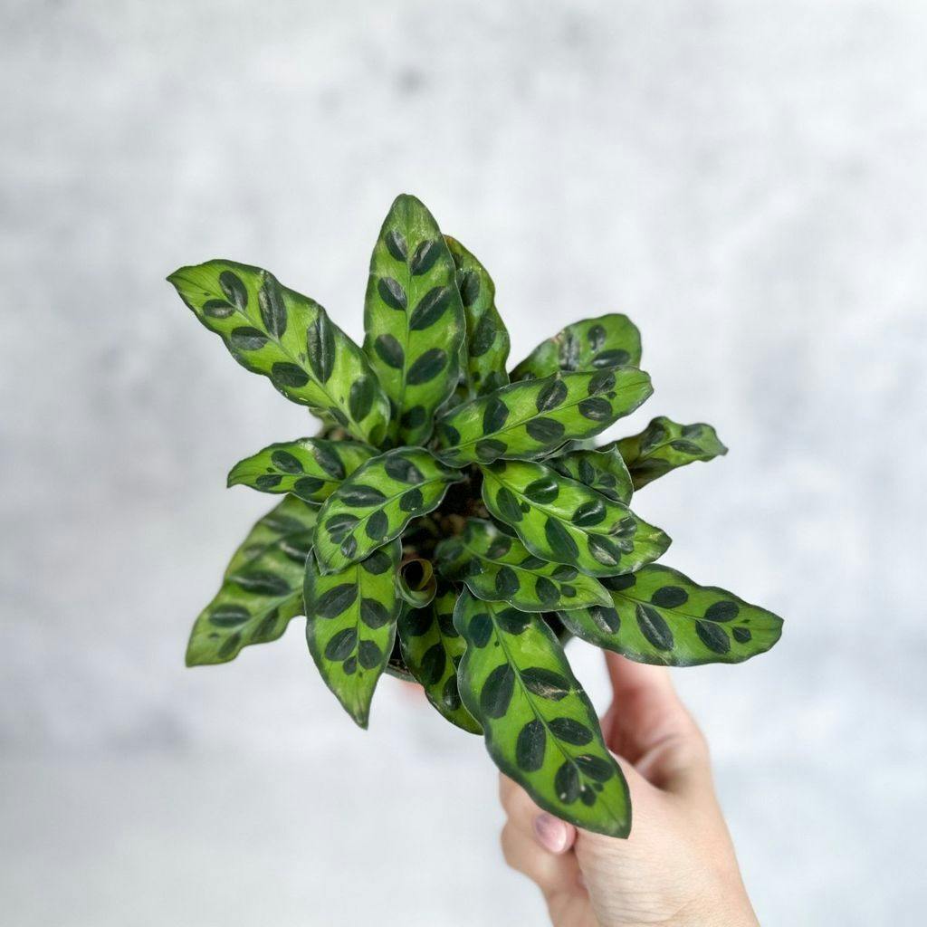 Eds Plant Shop Calathea Lancifolia 'Rattlesnake' Plant 4In Nursery Pot at Flower Daddy Dispensary