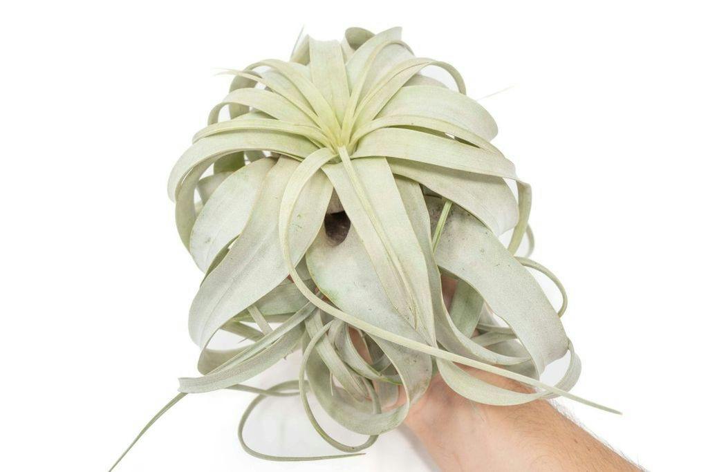 Eds Plant Shop Tillandsia Xerographica Plant 6–8 In Wide